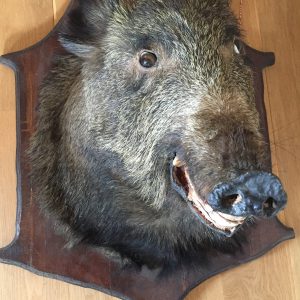 image of animal head - taxidermy wild boar